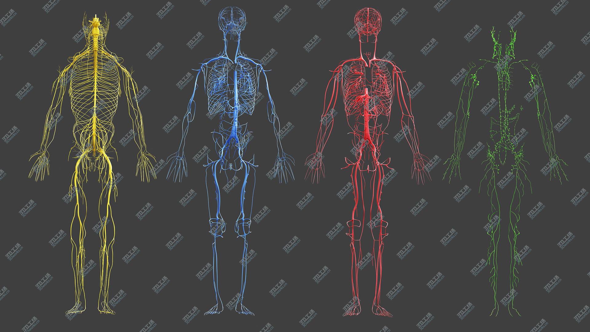 images/goods_img/20210113/3D model Full Male Anatomy (Maya Rigged)/5.jpg